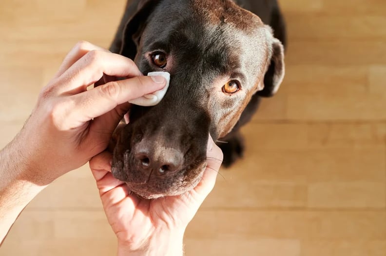 Diy dog tear stain hot sale remover